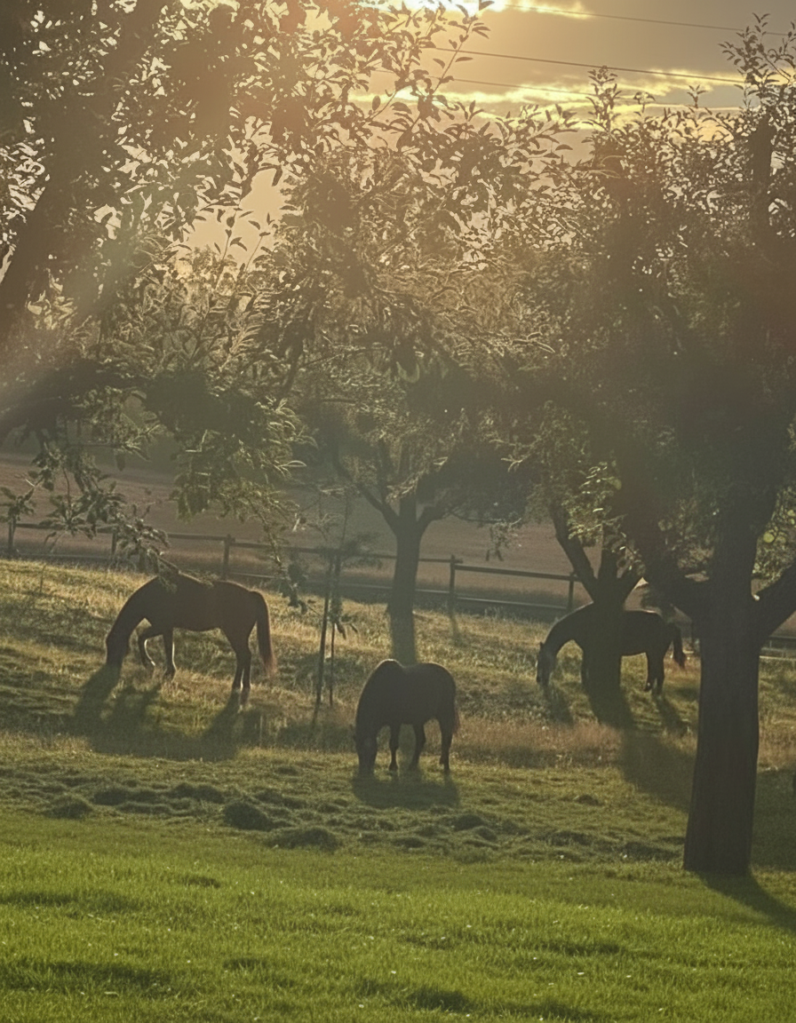 Pferde auf der Weide bei Abendlicht
